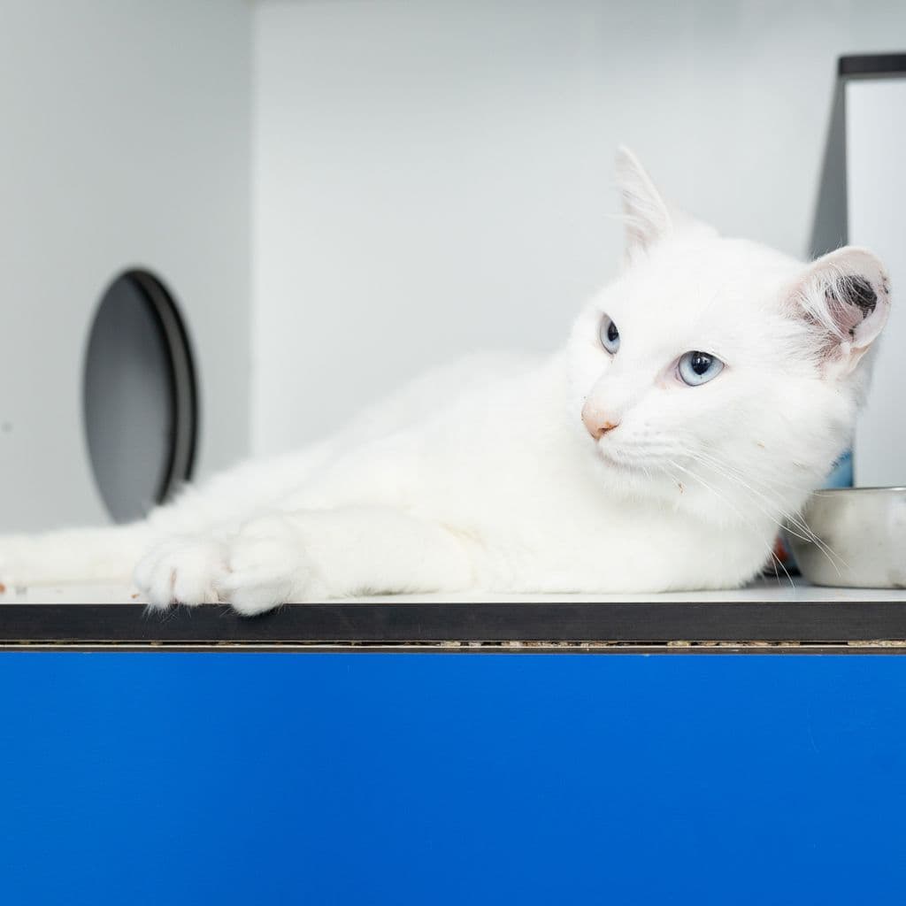 M. Tiberius - Domestic Medium Hair cat available for adoption in Brisbane