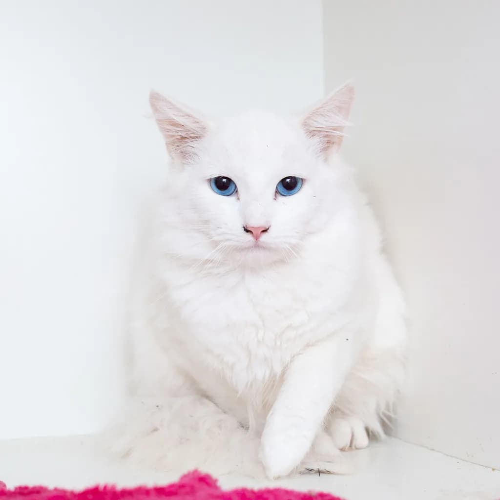 Malfoy - Domestic Medium Hair cat available for adoption at Animal Welfare League Queensland in Gold Coast
