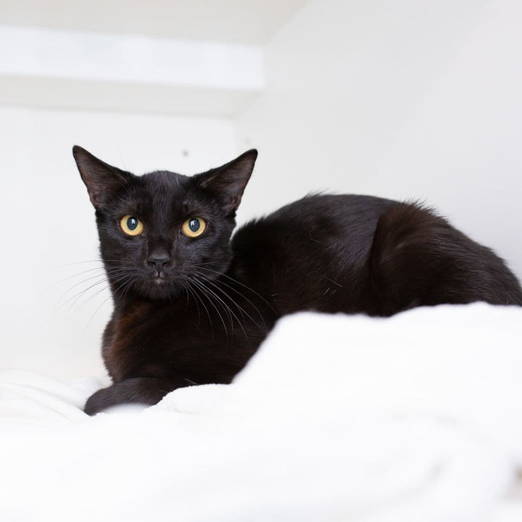Maisy - Domestic Short Hair cat available for adoption in Brisbane