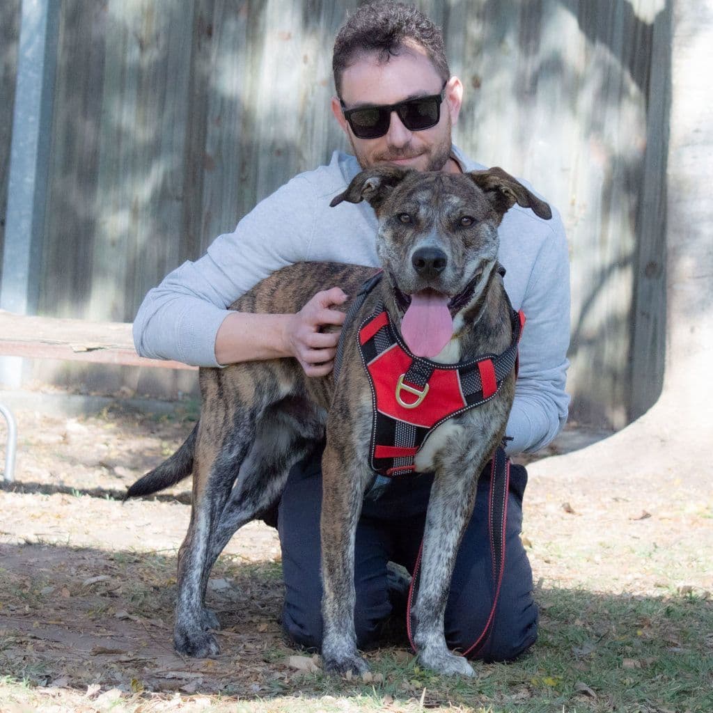 Chino - Catahoula / American Staffy available for adoption in Brisbane