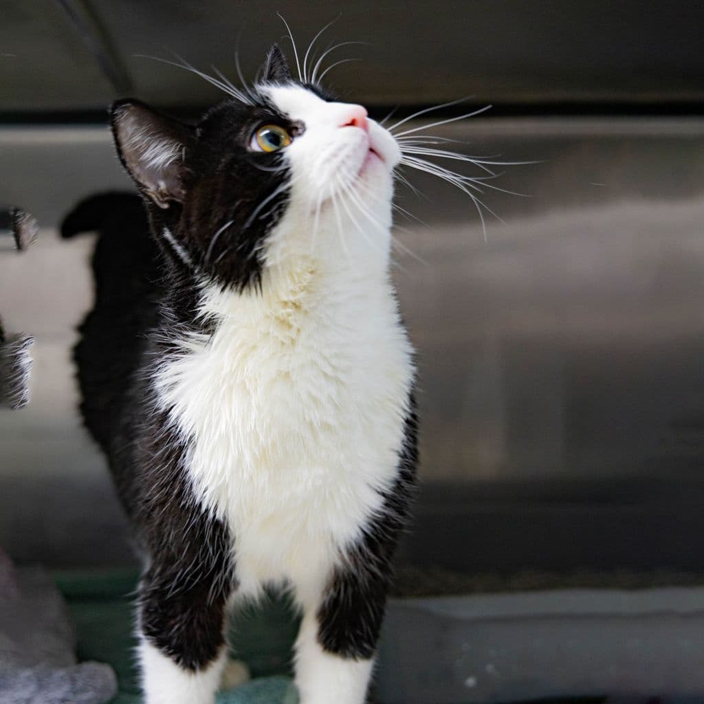 Domino - Domestic Short Hair cat available for adoption in Gold Coast