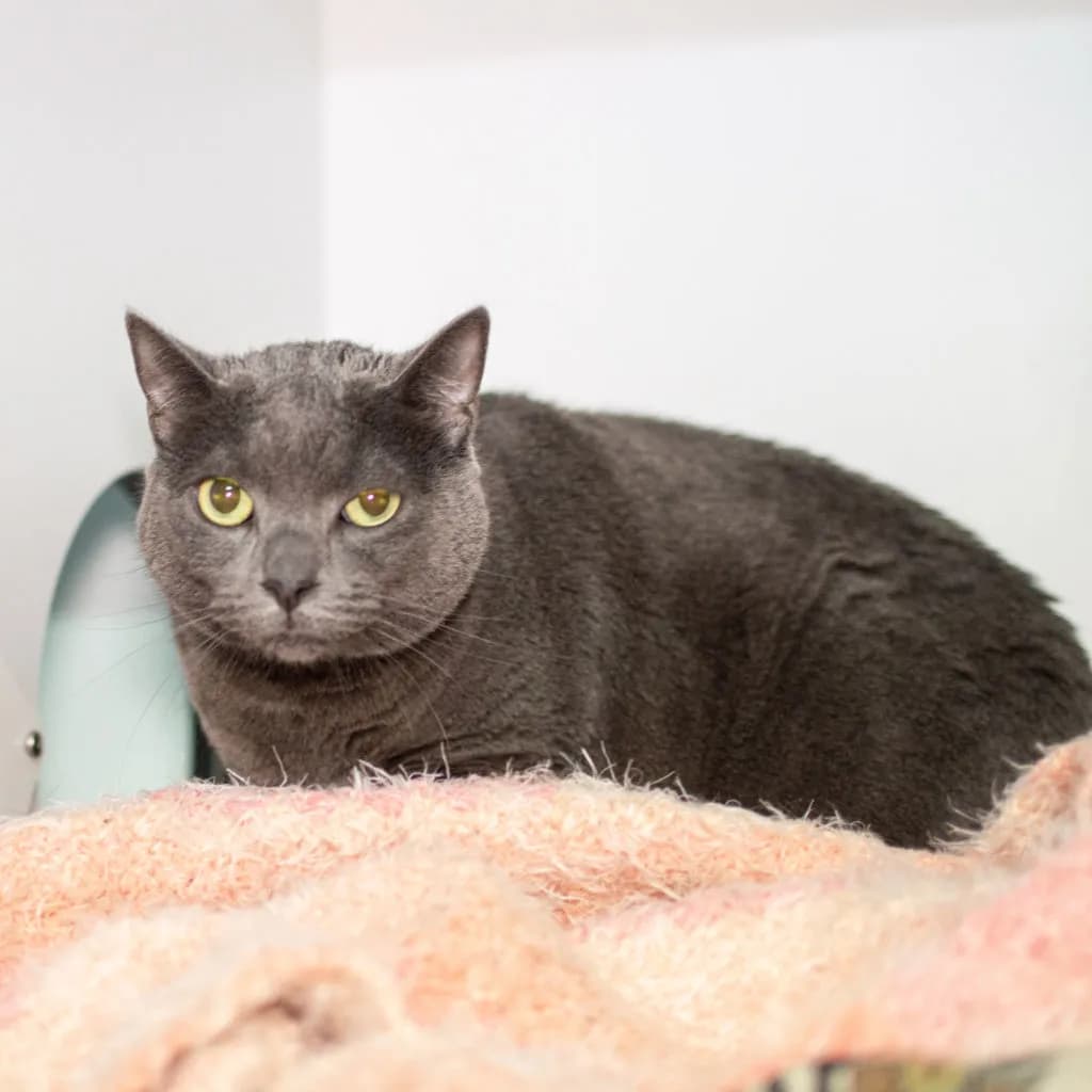 Missy - Domestic Short Hair cat available for adoption at Animal Welfare League Queensland in Brisbane