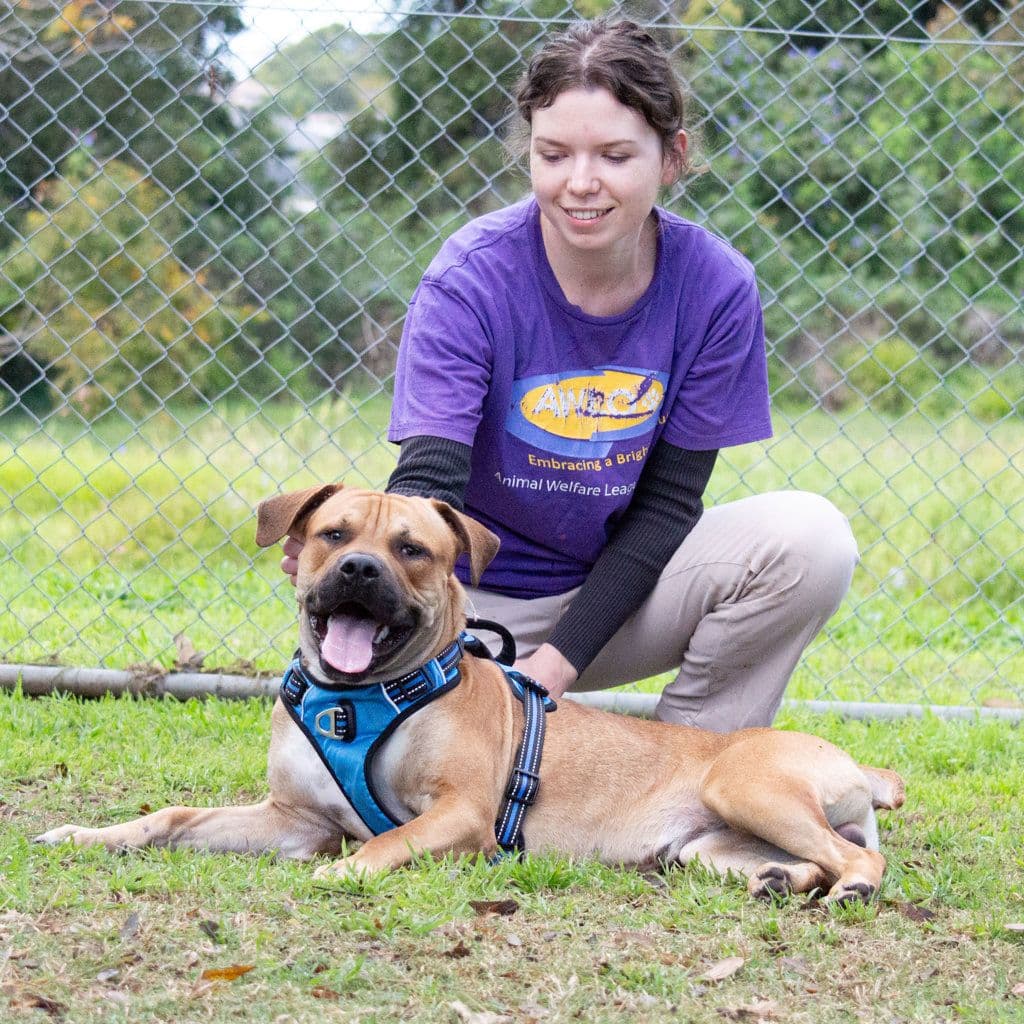 Barney - American Staffy available for adoption in Brisbane