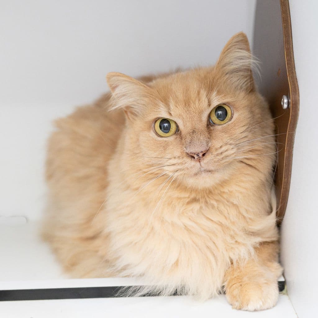 Allie - Domestic Medium Hair cat available for adoption in Gold Coast