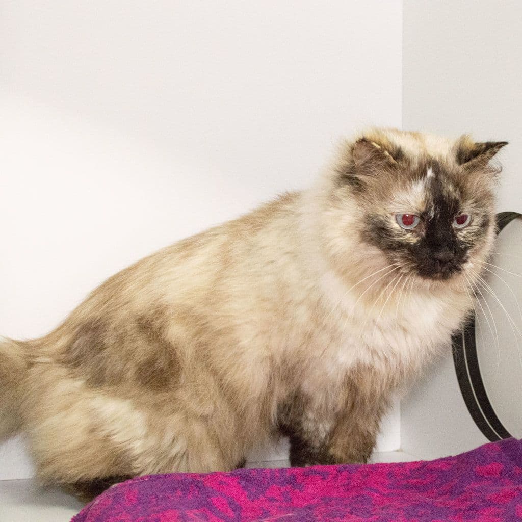 Sweetie - Ragdoll / Domestic Longhair cat available for adoption at Animal Welfare League Queensland in Brisbane