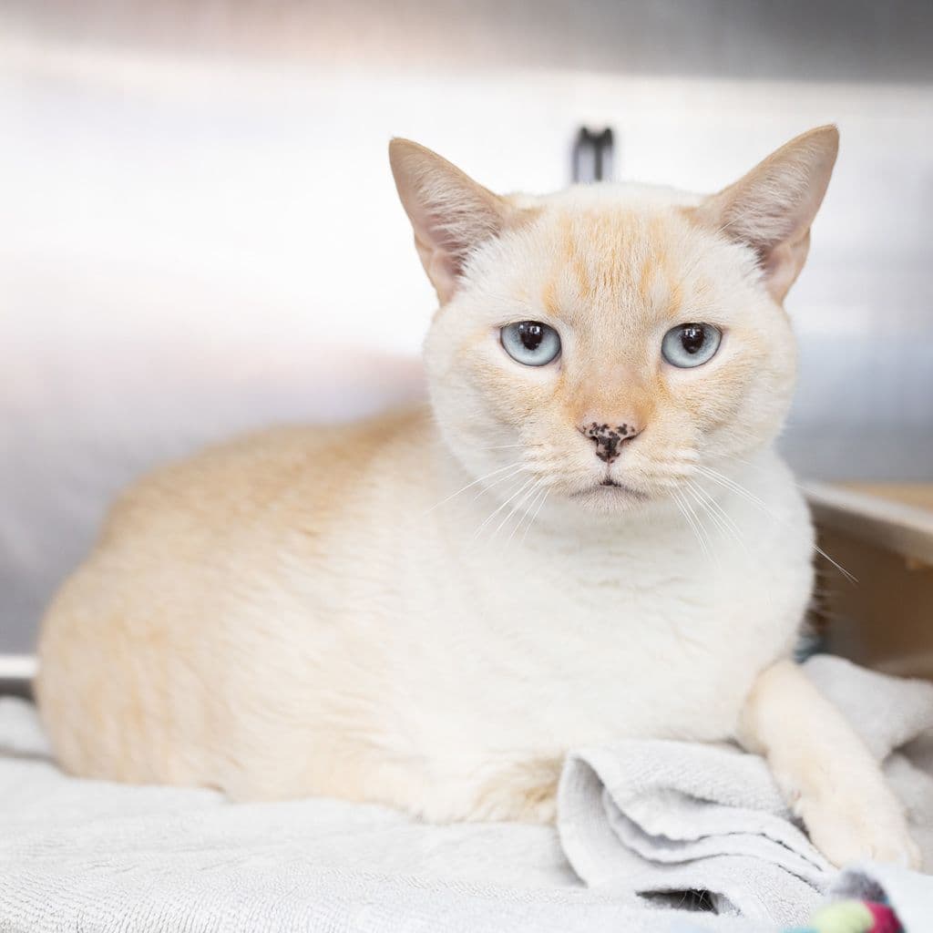 Bear - Burmese / Manx cat available for adoption at Animal Welfare League Queensland in Gold Coast