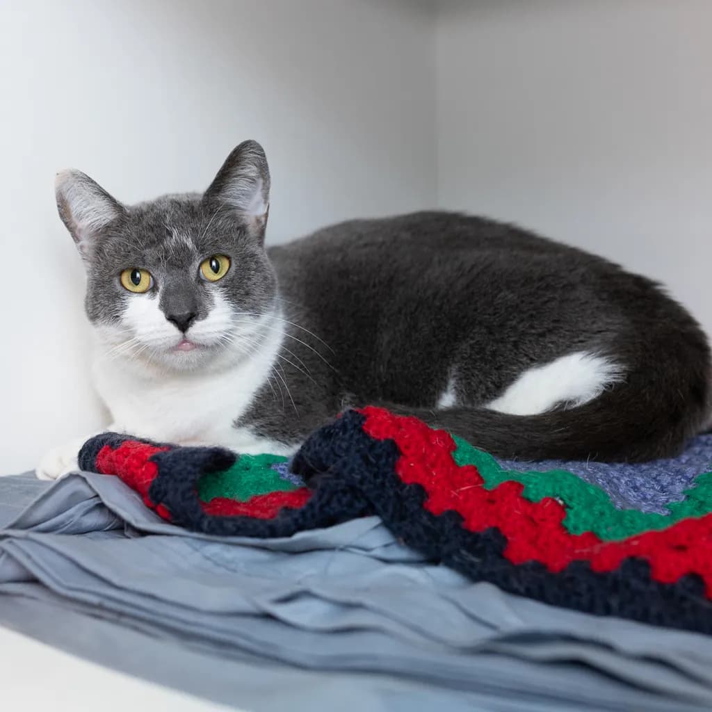 Dua Lipa - Domestic Short Hair cat available for adoption at Animal Welfare League Queensland in Brisbane