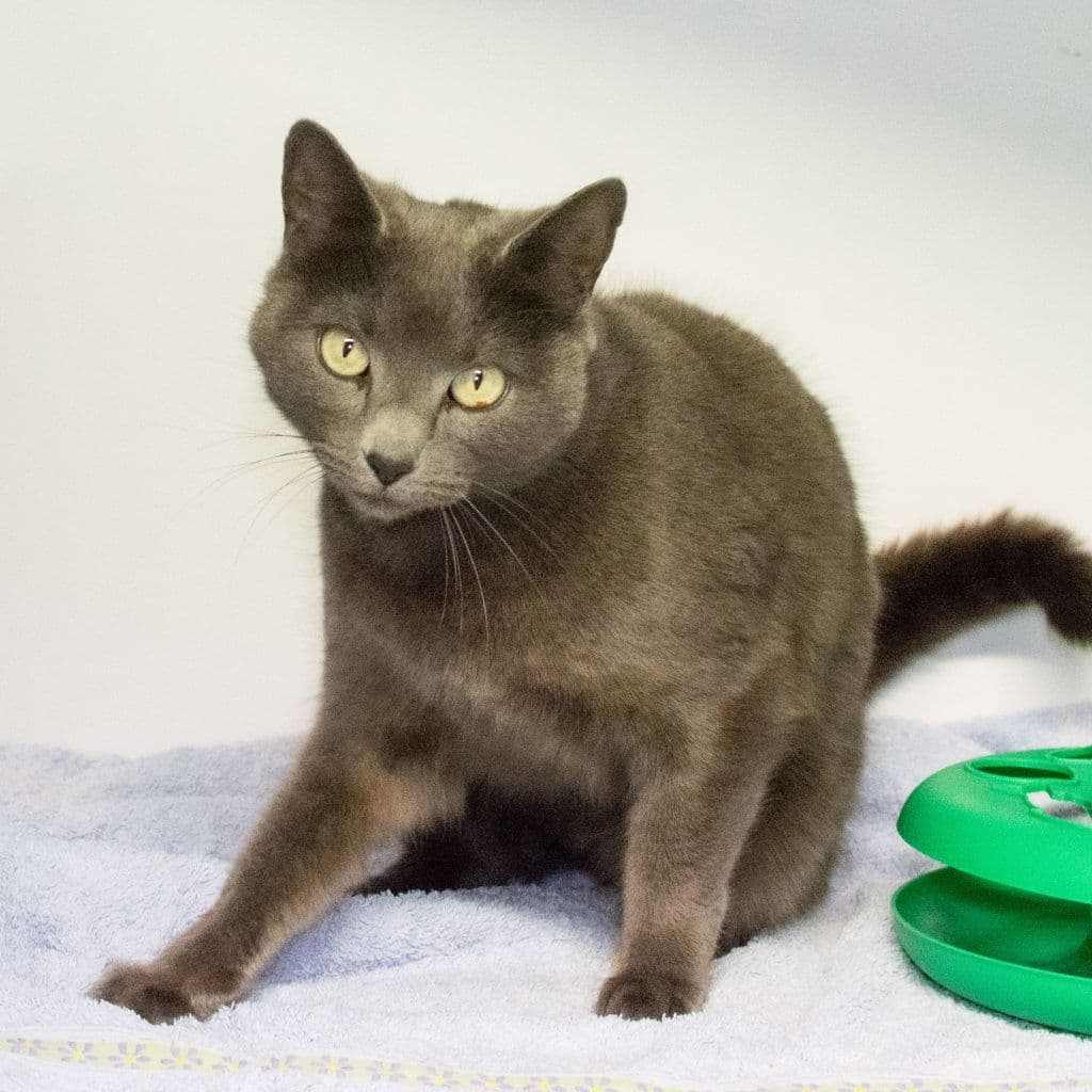 Adelaide - Domestic Short Hair cat available for adoption in Brisbane