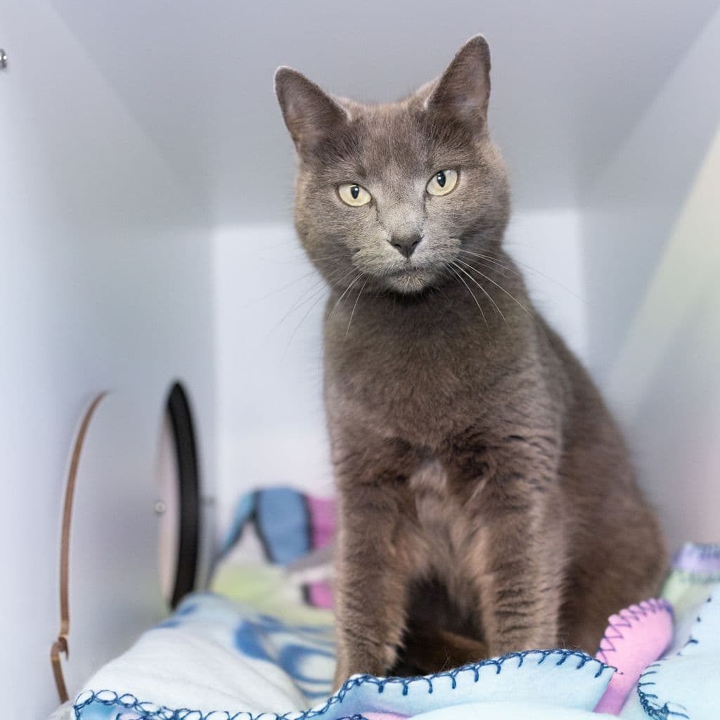 Adelaide - Domestic Short Hair cat available for adoption in Sydney