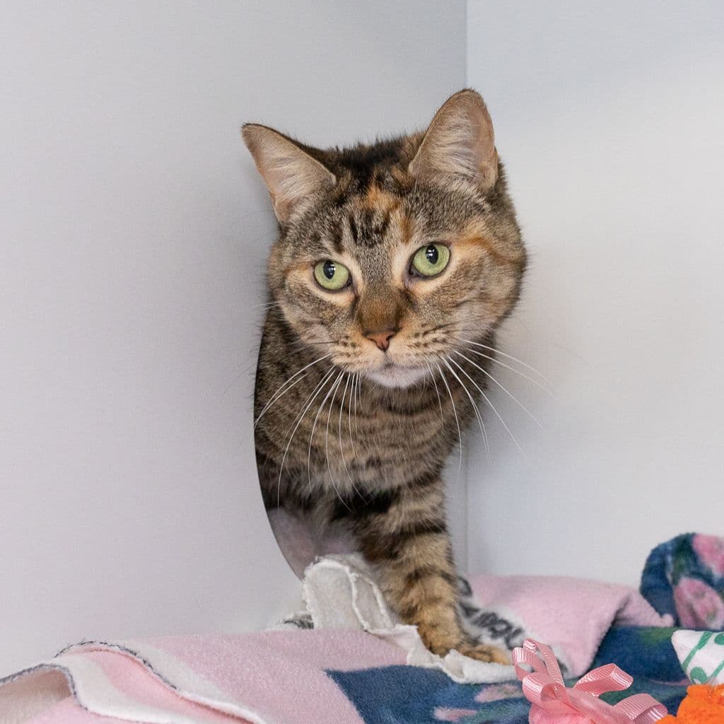 Tiger - Domestic Short Hair cat available for adoption at Animal Welfare League Queensland in Brisbane