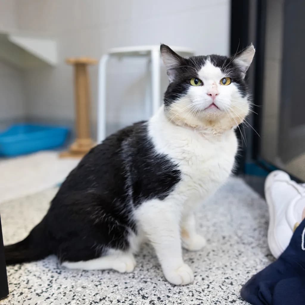Zippy - Domestic Medium Hair cat available for adoption at Animal Welfare League Queensland in Gold Coast