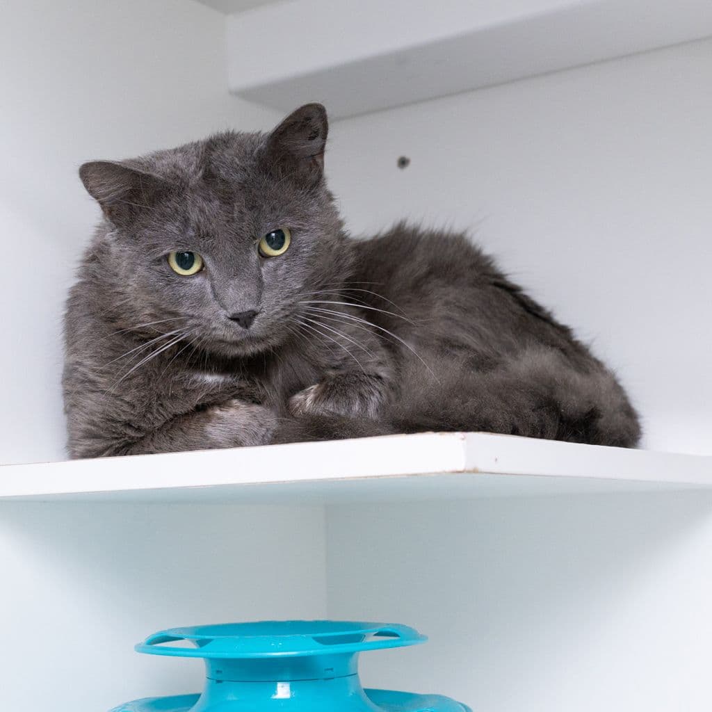 Teddy - Domestic Medium Hair cat available for adoption at Animal Welfare League Queensland in Brisbane