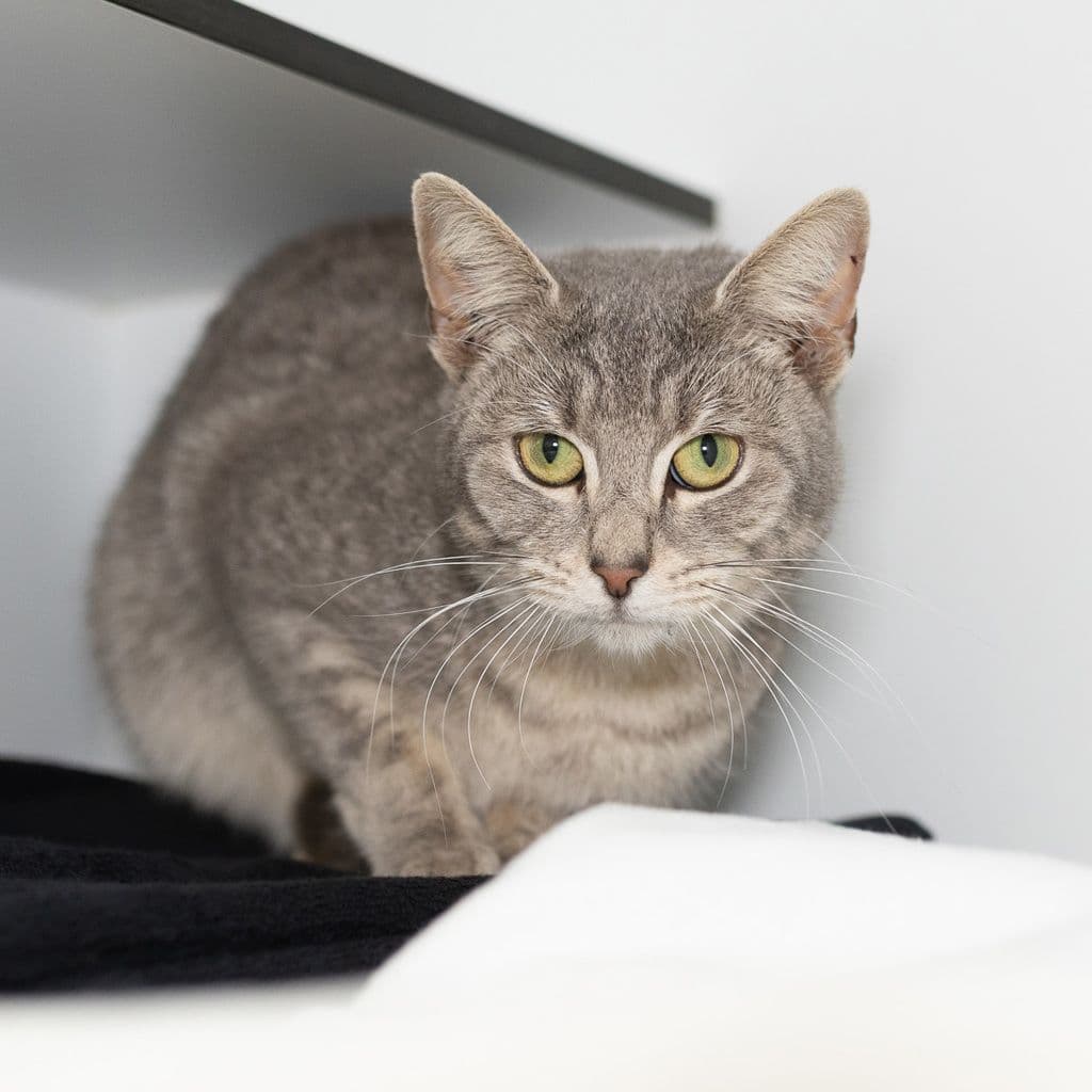 Solene - Domestic Short Hair cat available for adoption at Animal Welfare League Queensland in Brisbane