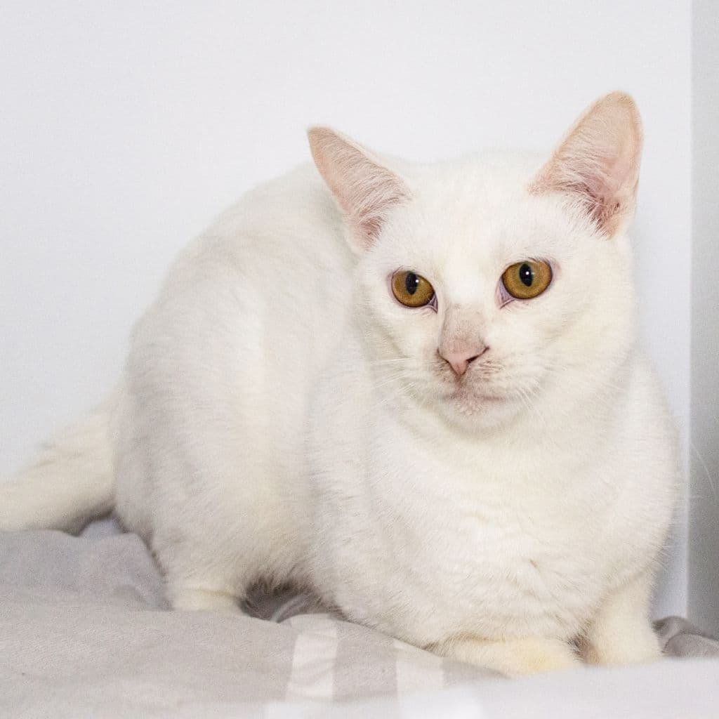 Marshmallow - Domestic Short Hair cat available for adoption at Animal Welfare League Queensland in Brisbane