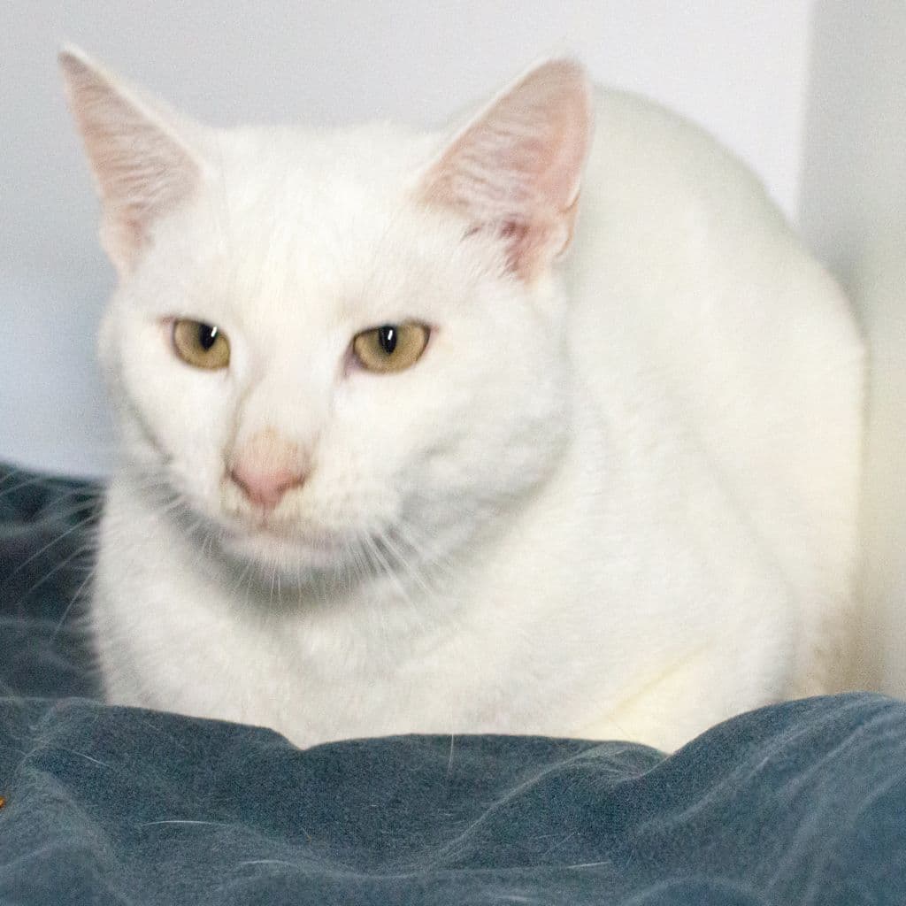 Cloudy - Domestic Short Hair cat available for adoption in Brisbane