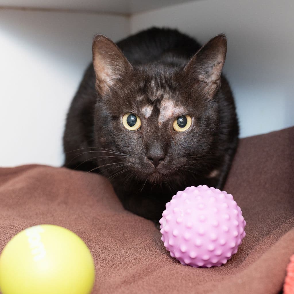 Ludacris - Domestic Short Hair cat available for adoption at Animal Welfare League Queensland in Brisbane
