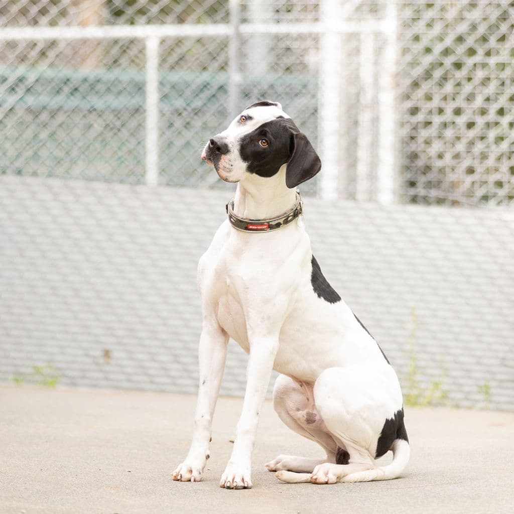 Spotty - Bull Arab available for adoption in Gold Coast