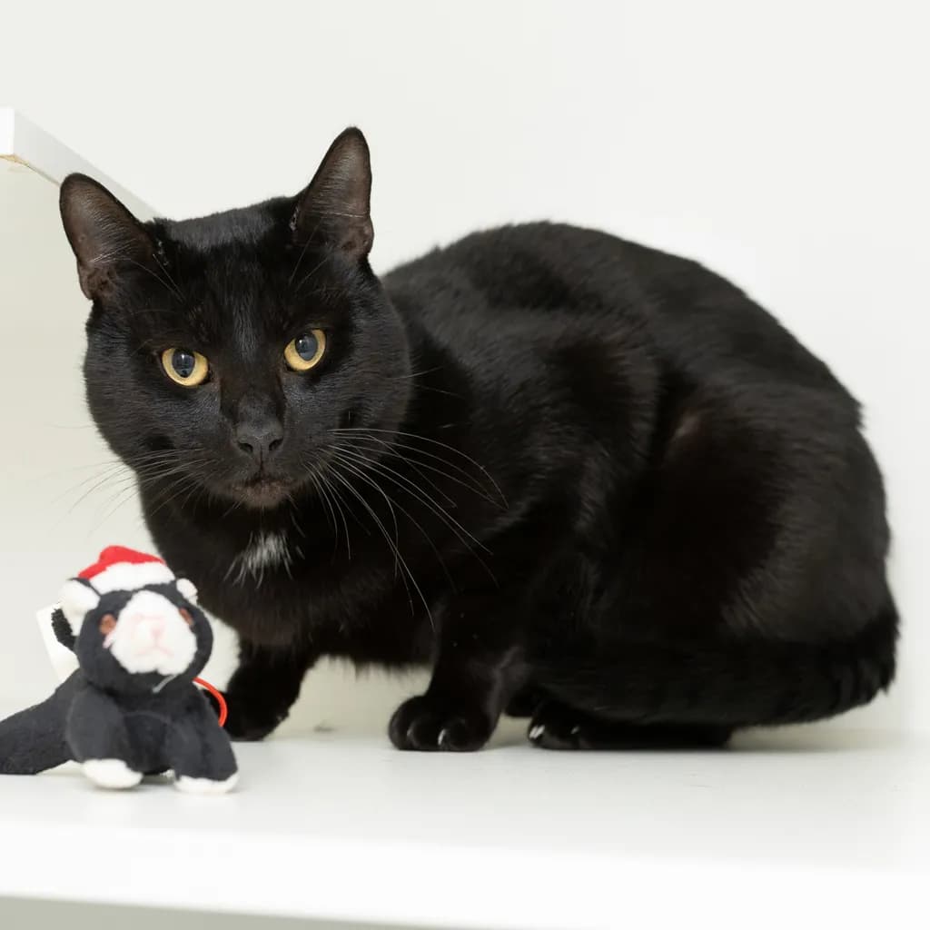Memphis - Domestic Short Hair cat available for adoption at Animal Welfare League Queensland in Brisbane