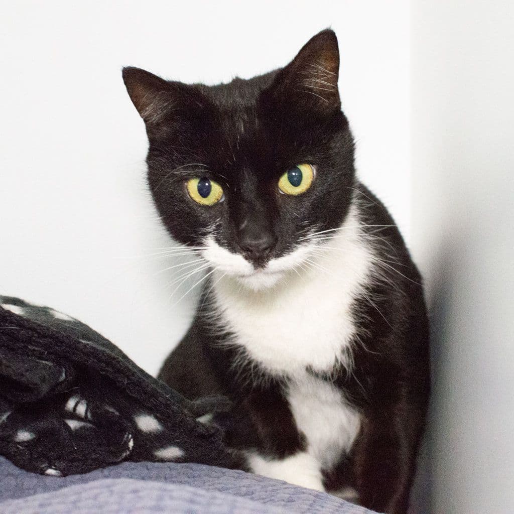 Lukey - Domestic Short Hair cat available for adoption in Brisbane