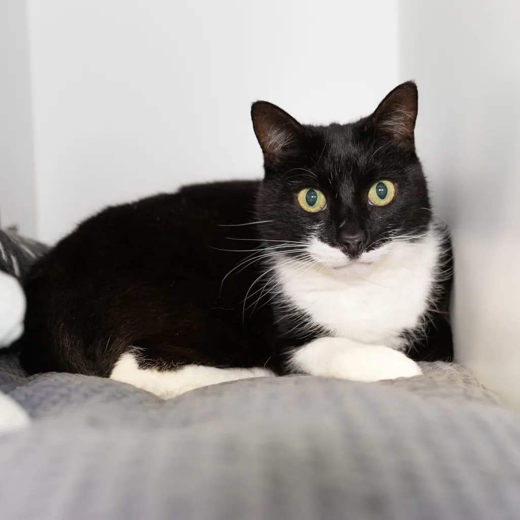 Lukey - Domestic Short Hair cat available for adoption in Sydney