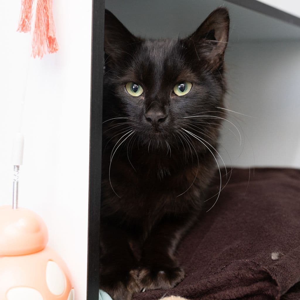 Toph - Domestic Medium Hair cat available for adoption at Animal Welfare League Queensland in Brisbane