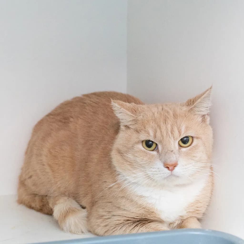 Phillip - Domestic Short Hair cat available for adoption at Animal Welfare League Queensland in Brisbane