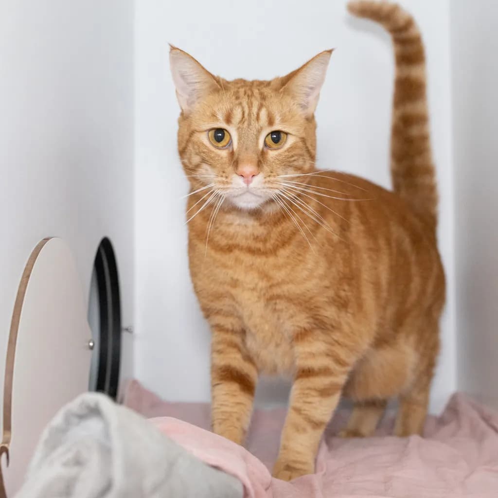 Ginger - Domestic Short Hair cat available for adoption in Sydney