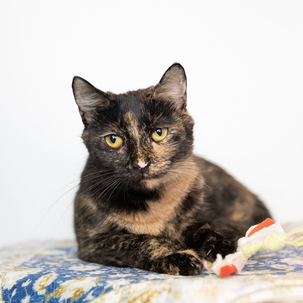 Larissa - Domestic Short Hair cat available for adoption in Gold Coast