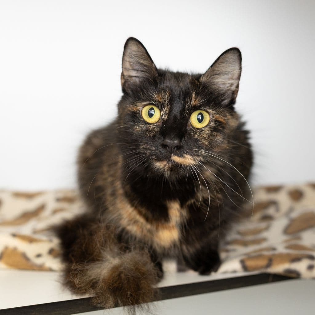 Linisha - Domestic Medium Hair cat available for adoption in Gold Coast