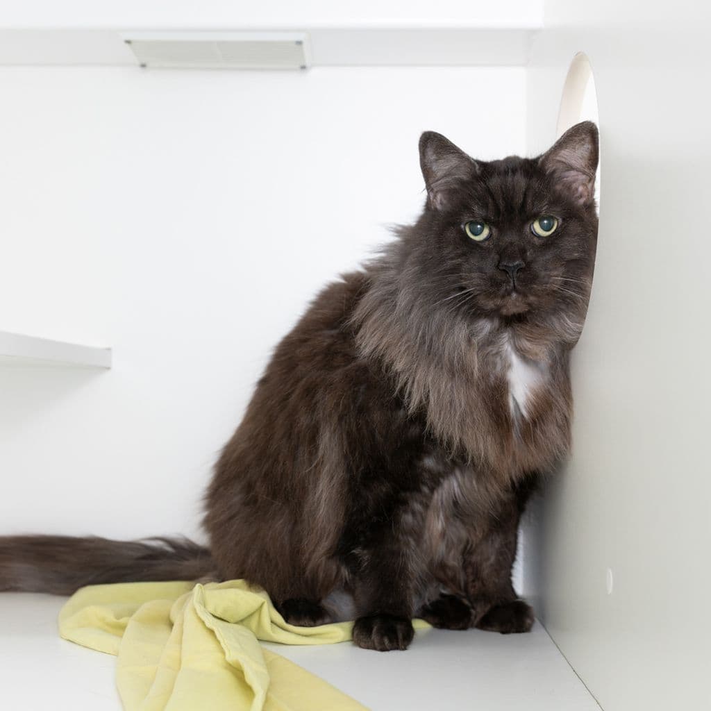 Jezabell - Domestic Longhair cat available for adoption in Brisbane
