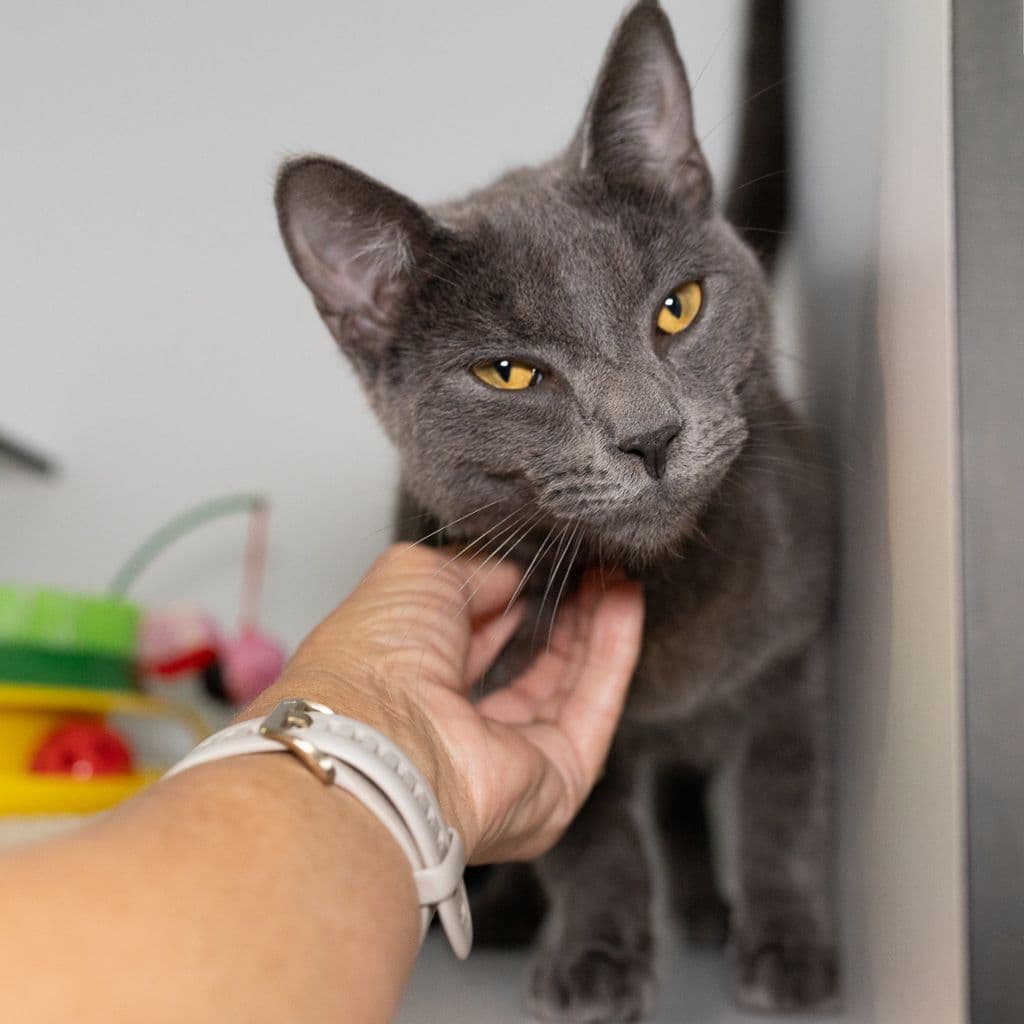 Joseph - Domestic Short Hair cat available for adoption in Brisbane