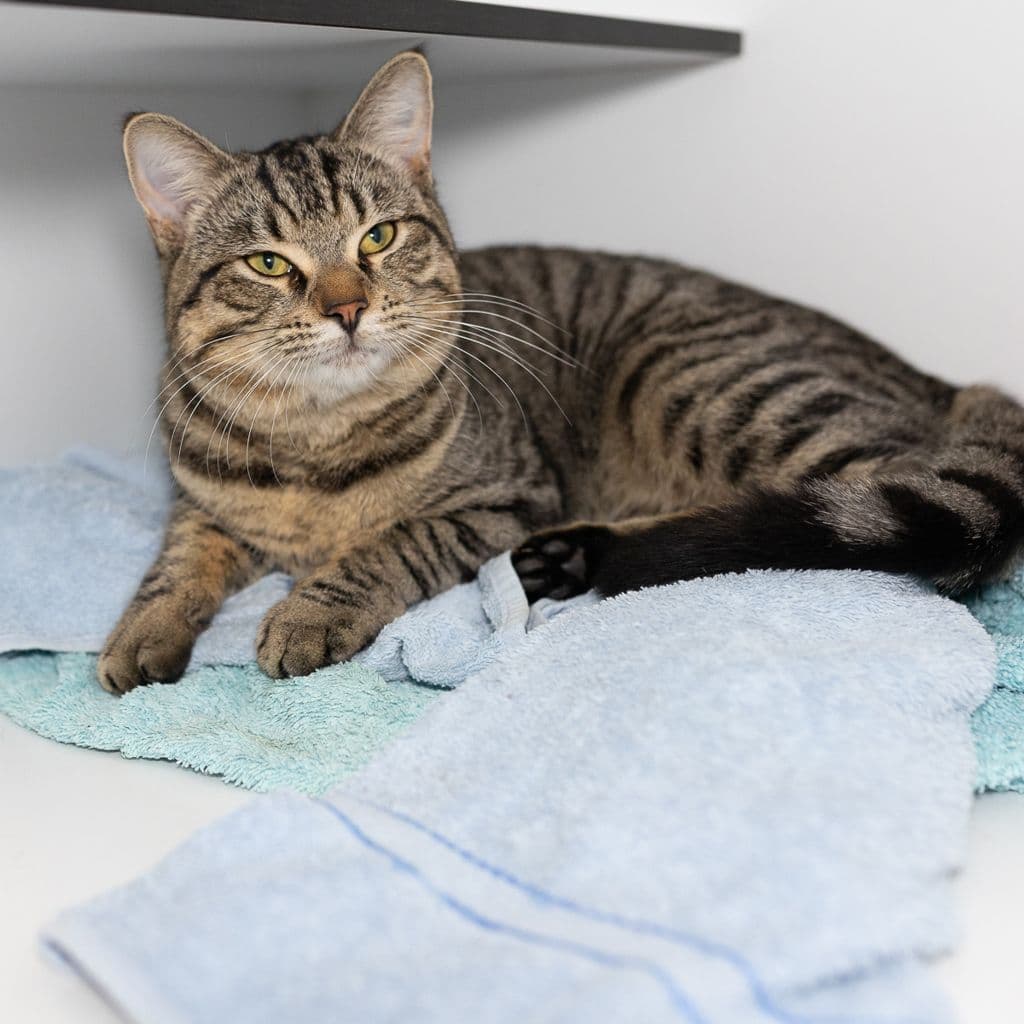 Titan - Domestic Short Hair cat available for adoption at Animal Welfare League Queensland in Brisbane