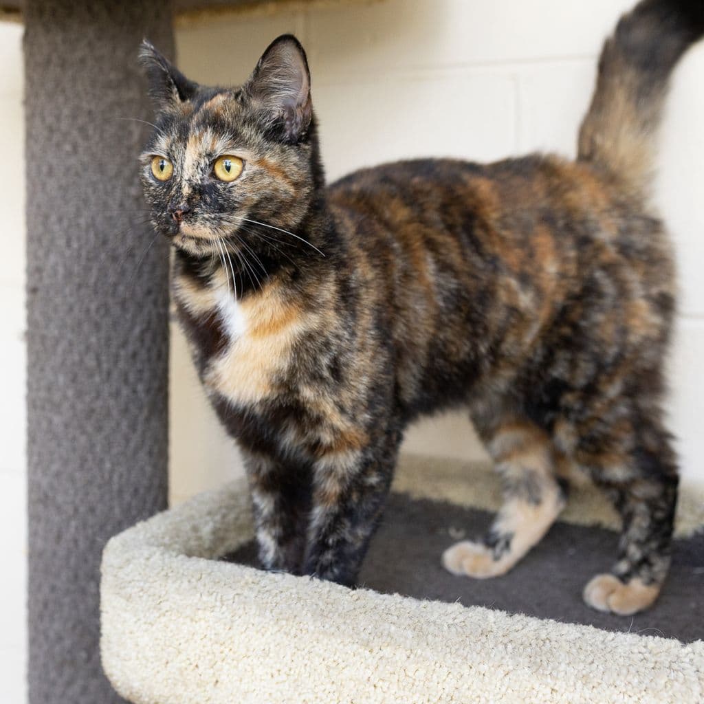 Tallulah - Domestic Short Hair cat available for adoption at Animal Welfare League Queensland in Brisbane