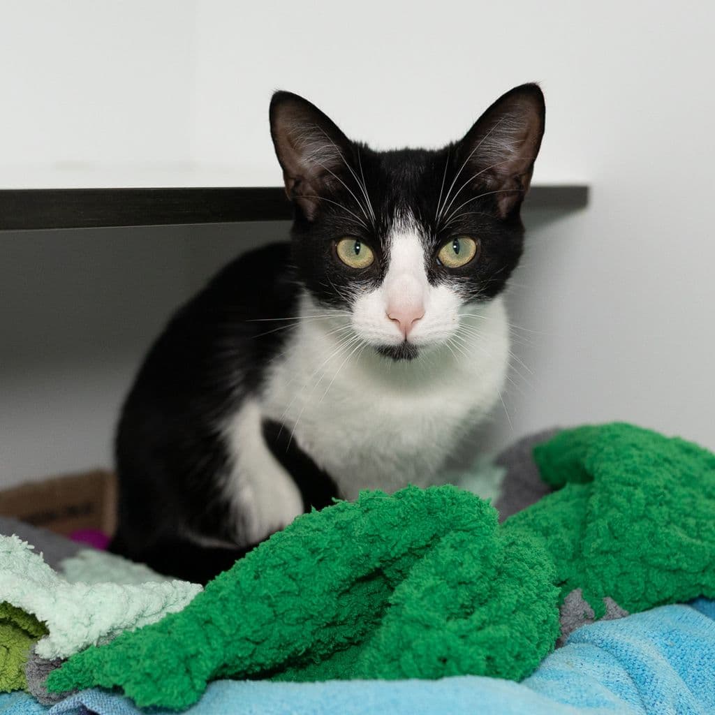 Tadpole - Domestic Short Hair cat available for adoption at Animal Welfare League Queensland in Brisbane