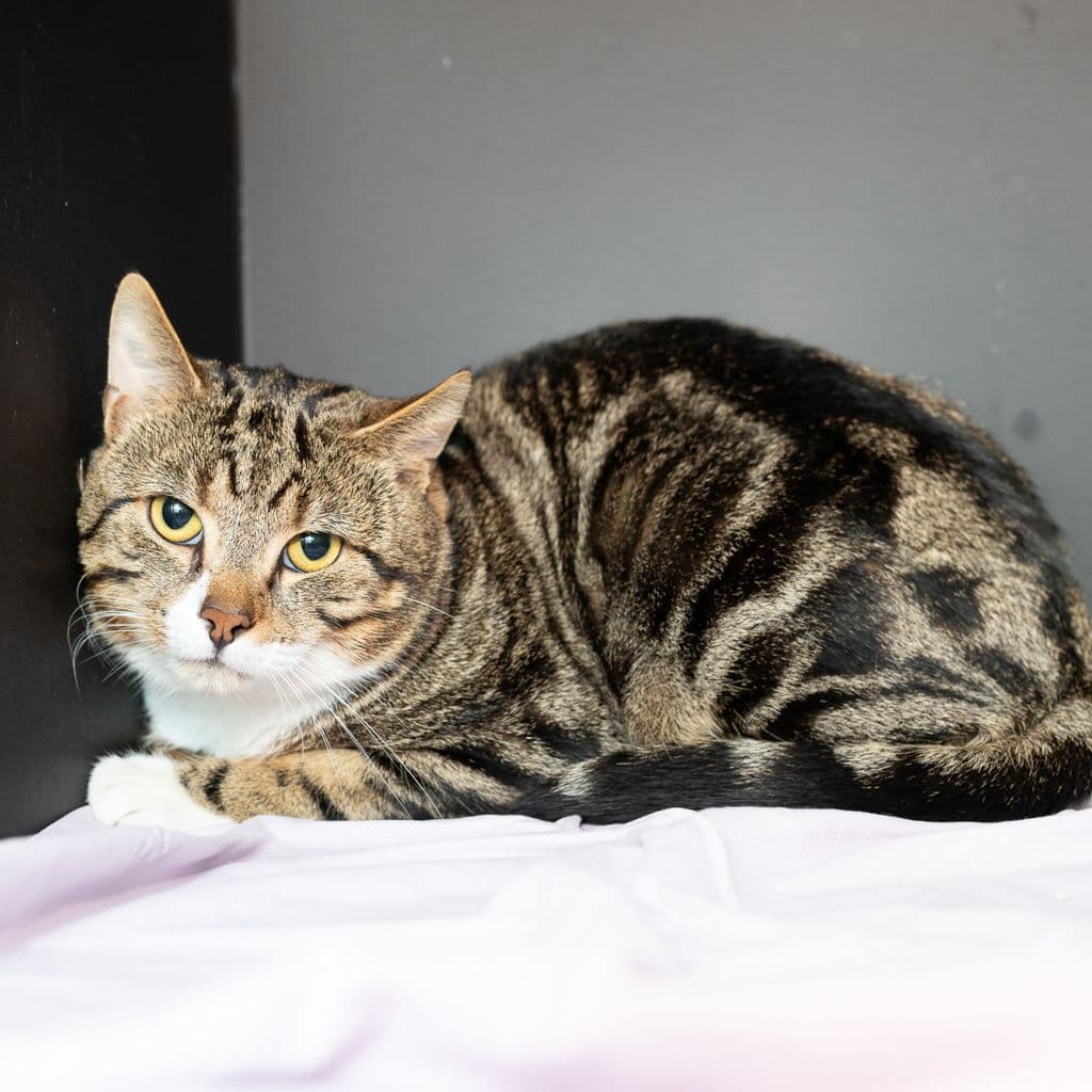 Sir Scrunchy - Domestic Short Hair cat available for adoption at Animal Welfare League Queensland in Brisbane