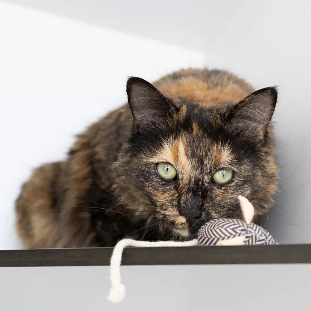 Autumn - Domestic Medium Hair cat available for adoption in Brisbane