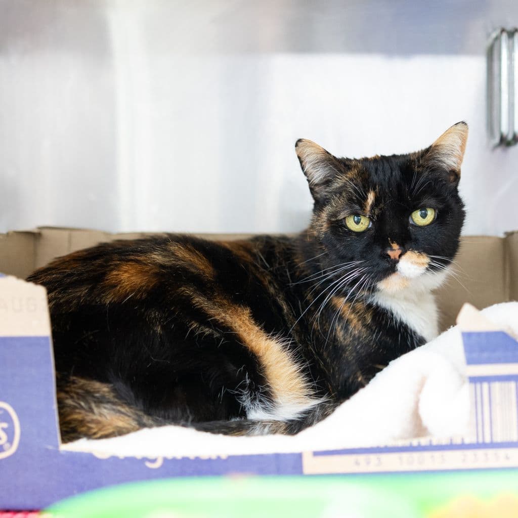 Bella - Domestic Short Hair cat available for adoption in Gold Coast