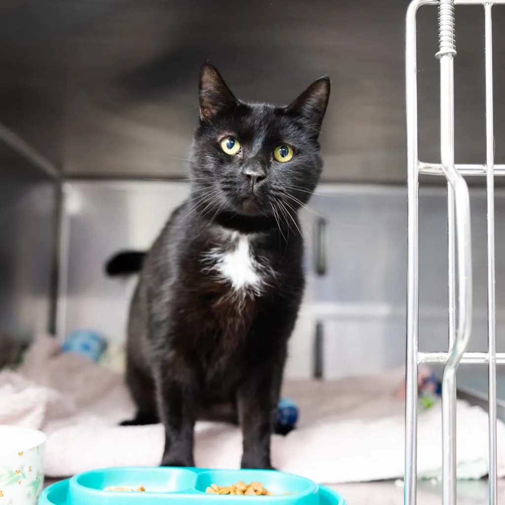 Manu - Domestic Short Hair cat available for adoption at Animal Welfare League Queensland in Gold Coast