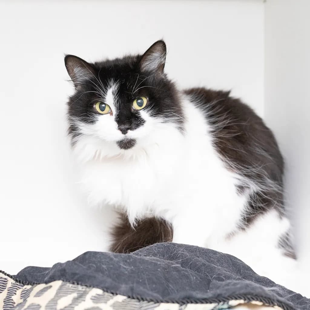 Sage - Domestic Medium Hair cat available for adoption at Animal Welfare League Queensland in Brisbane
