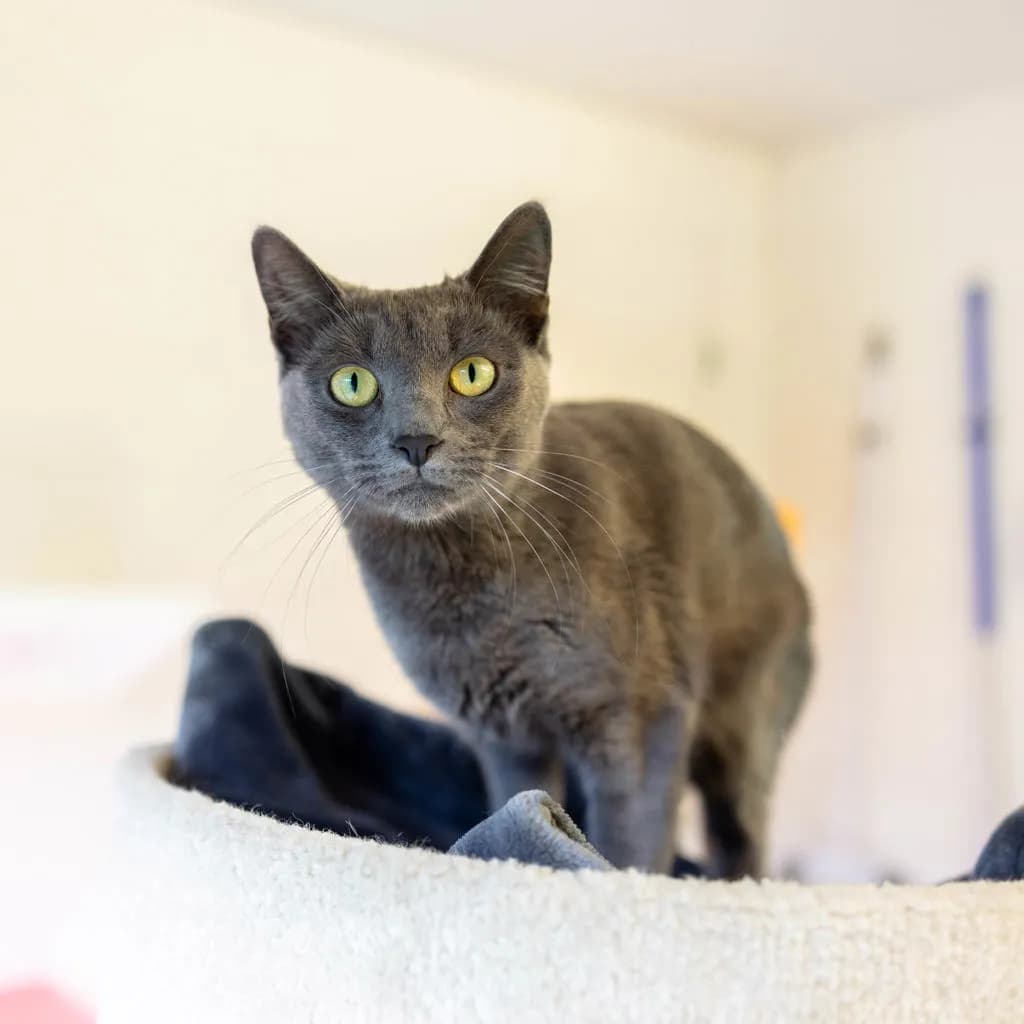 Violet (bella) - Domestic Short Hair cat available for adoption at Animal Welfare League Queensland in Gold Coast