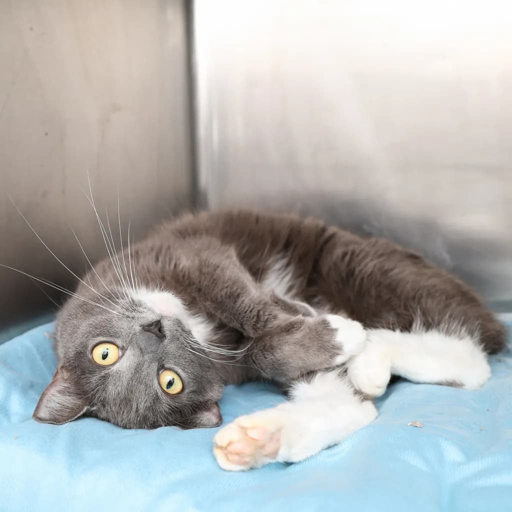 Bernadette - Domestic Short Hair cat available for adoption at Animal Welfare League Queensland in Gold Coast