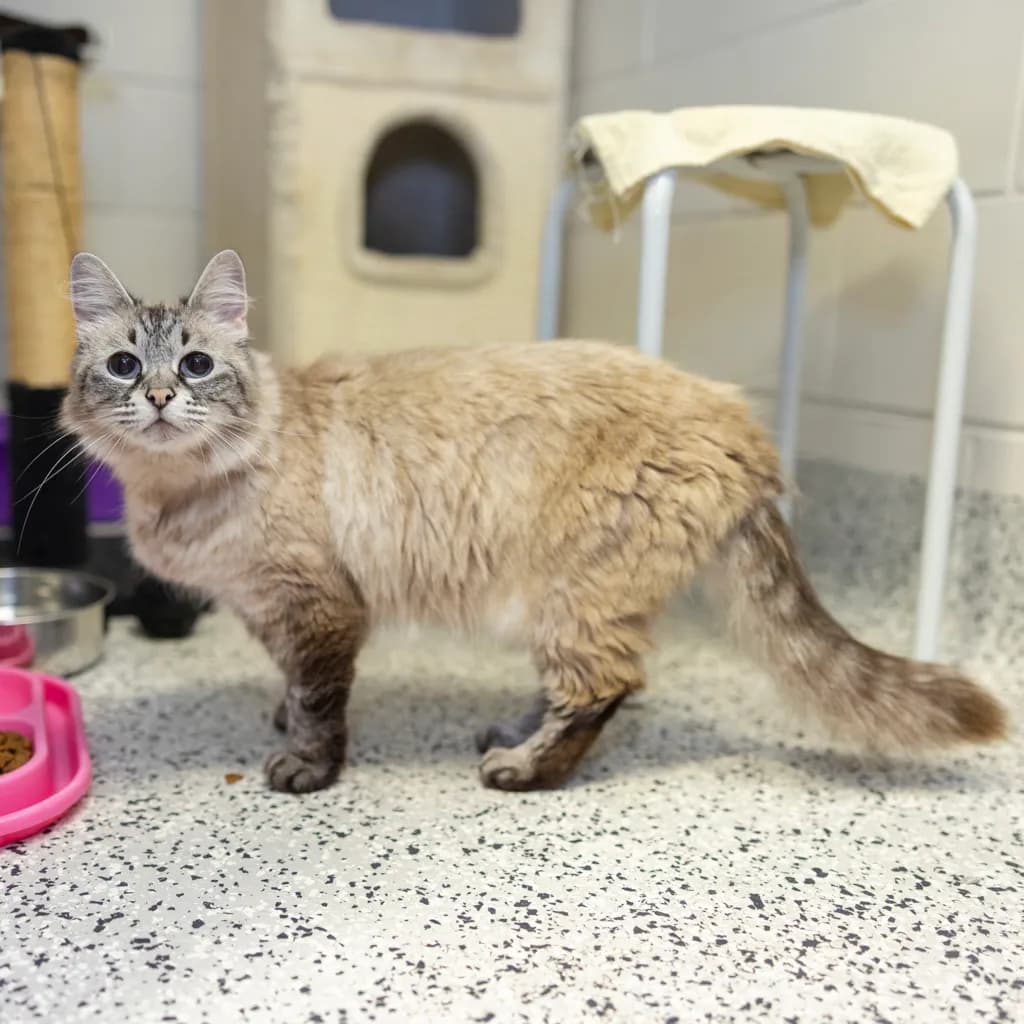 Cleo - Ragdoll cat available for adoption at Animal Welfare League Queensland in Gold Coast
