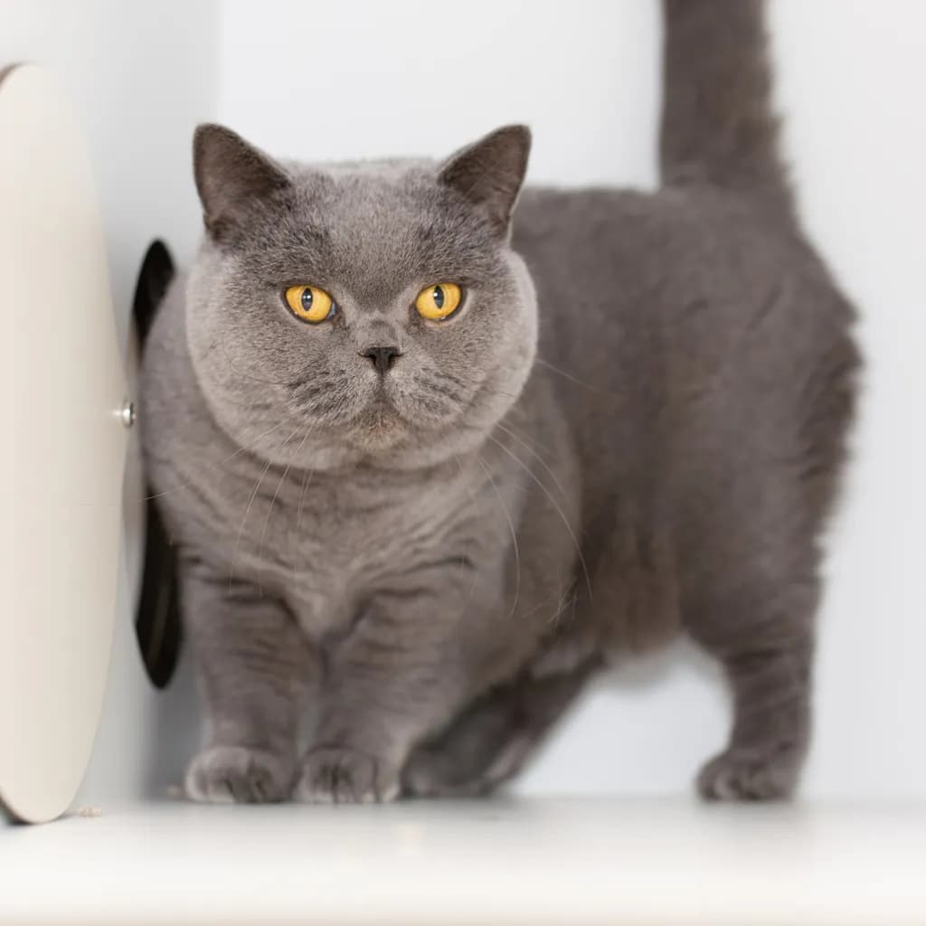 Preya - British Shorthair cat available for adoption in Brisbane