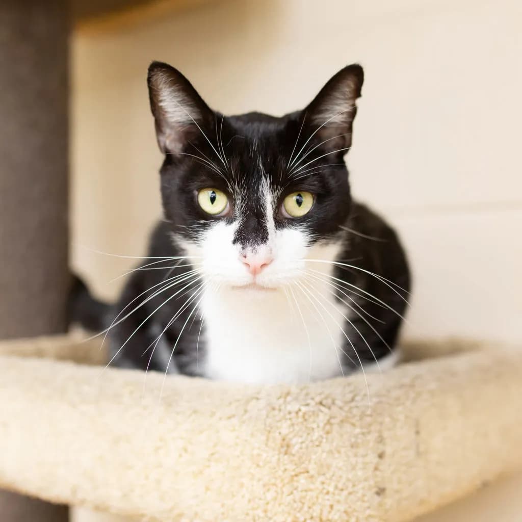 Pedro - Domestic Short Hair cat available for adoption at Animal Welfare League Queensland in Gold Coast