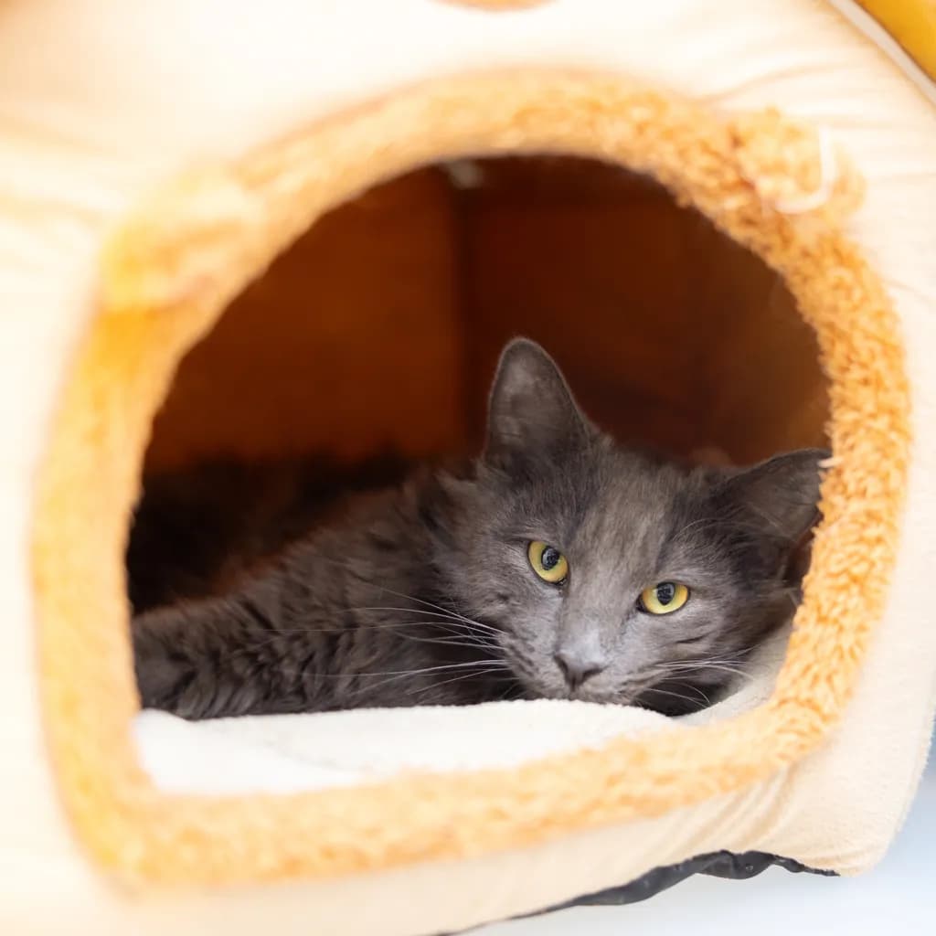 Dolly - Domestic Medium Hair cat available for adoption at Animal Welfare League Queensland in Gold Coast