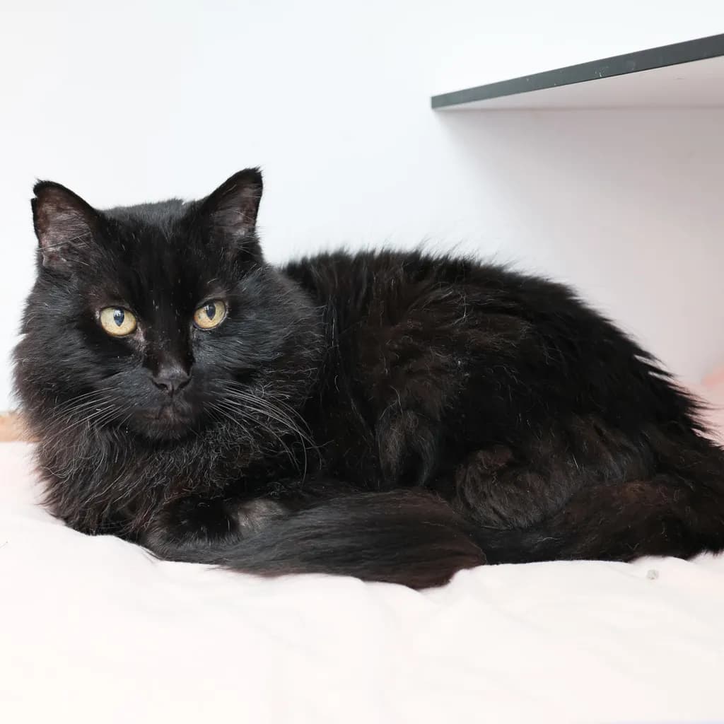 Yoru - Domestic Medium Hair cat available for adoption at Animal Welfare League Queensland in Gold Coast