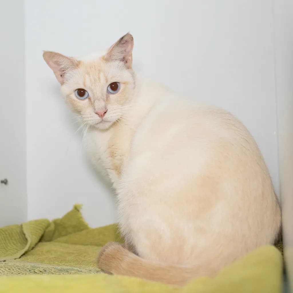 Narnia - Domestic Short Hair cat available for adoption at Animal Welfare League Queensland in Brisbane