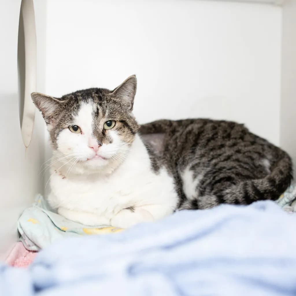 Hazzy - Domestic Short Hair cat available for adoption at Animal Welfare League Queensland in Brisbane