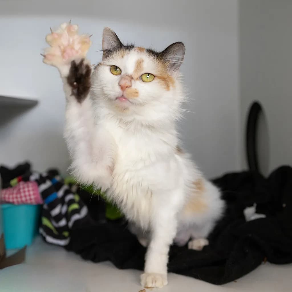 Angelica - Domestic Medium Hair cat available for adoption at Animal Welfare League Queensland in Brisbane