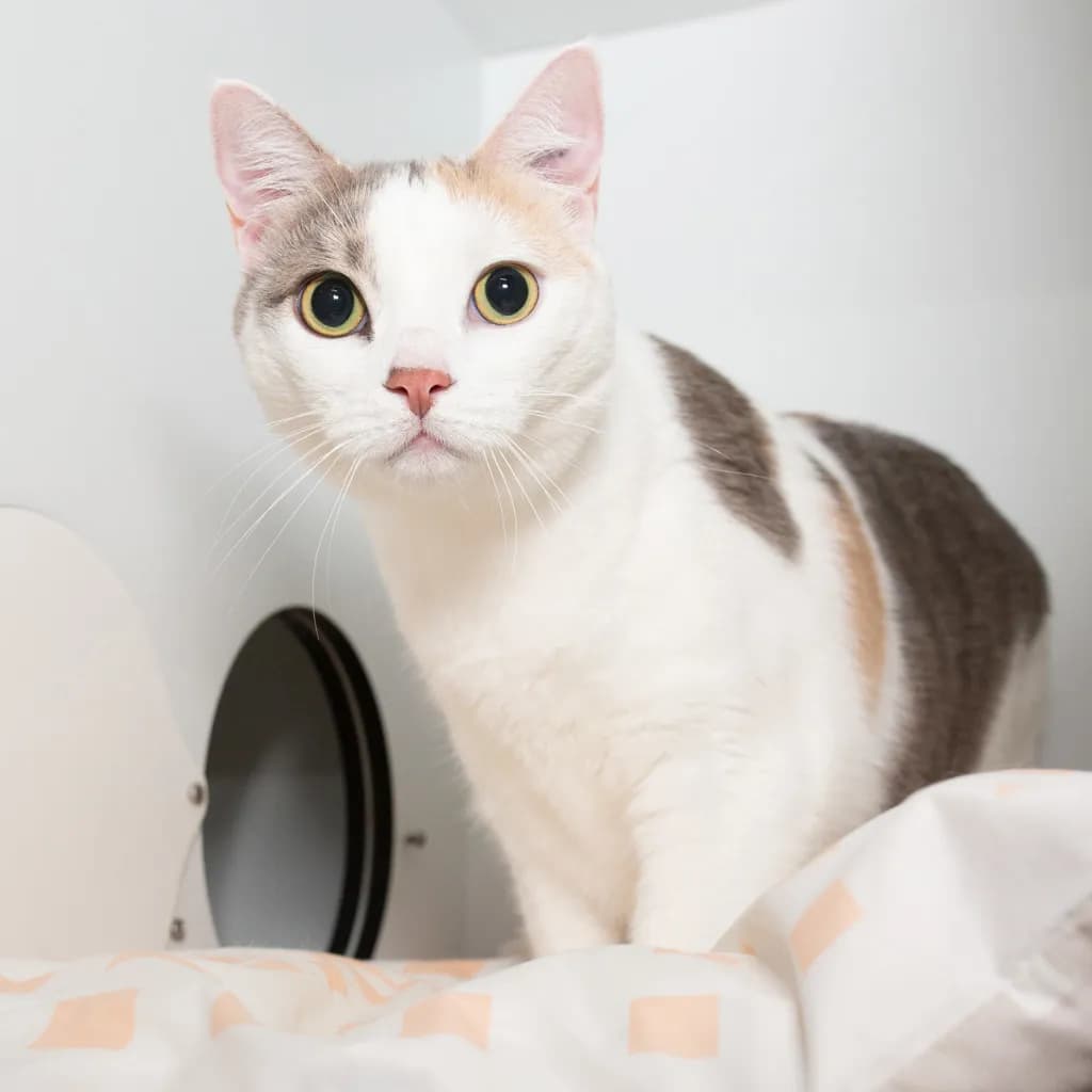 Amalfi - Domestic Short Hair cat available for adoption at Animal Welfare League Queensland in Brisbane